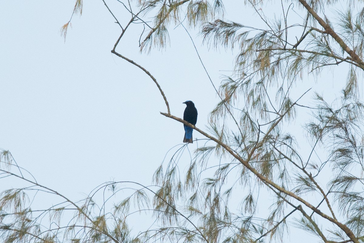 Asian Fairy-bluebird - ML138269881
