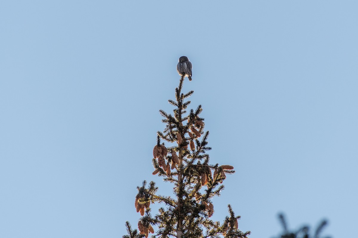 Northern Pygmy-Owl - ML138270461