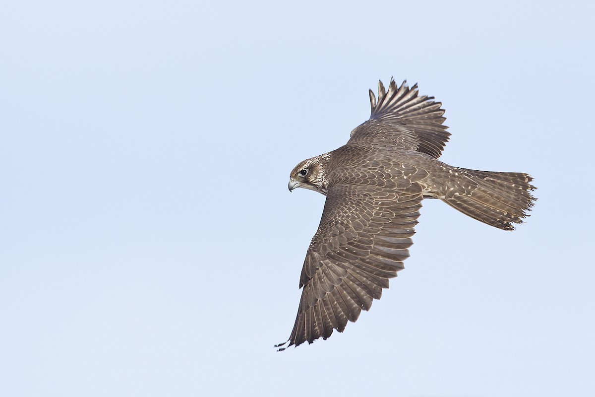 Gyrfalcon - ML138270691