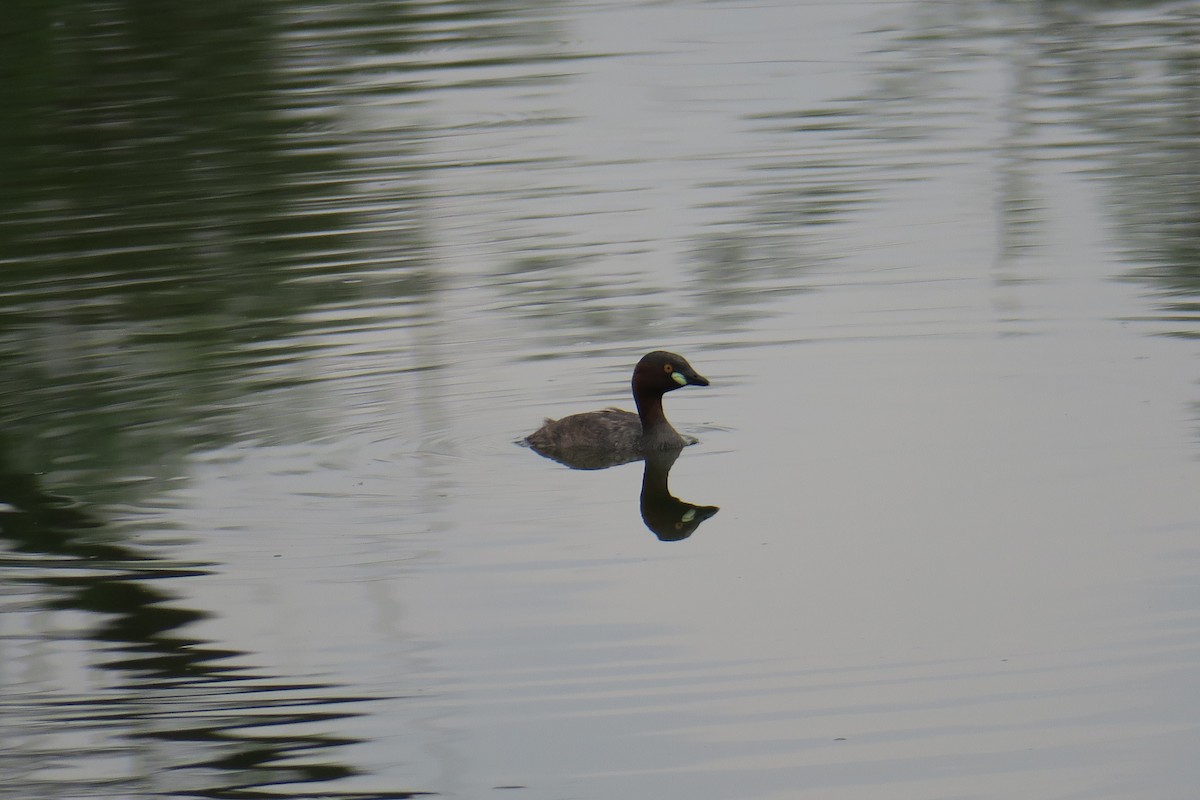 Little Grebe - ML138271531