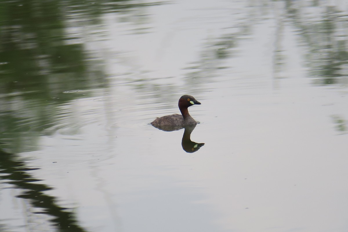 Little Grebe - ML138271561