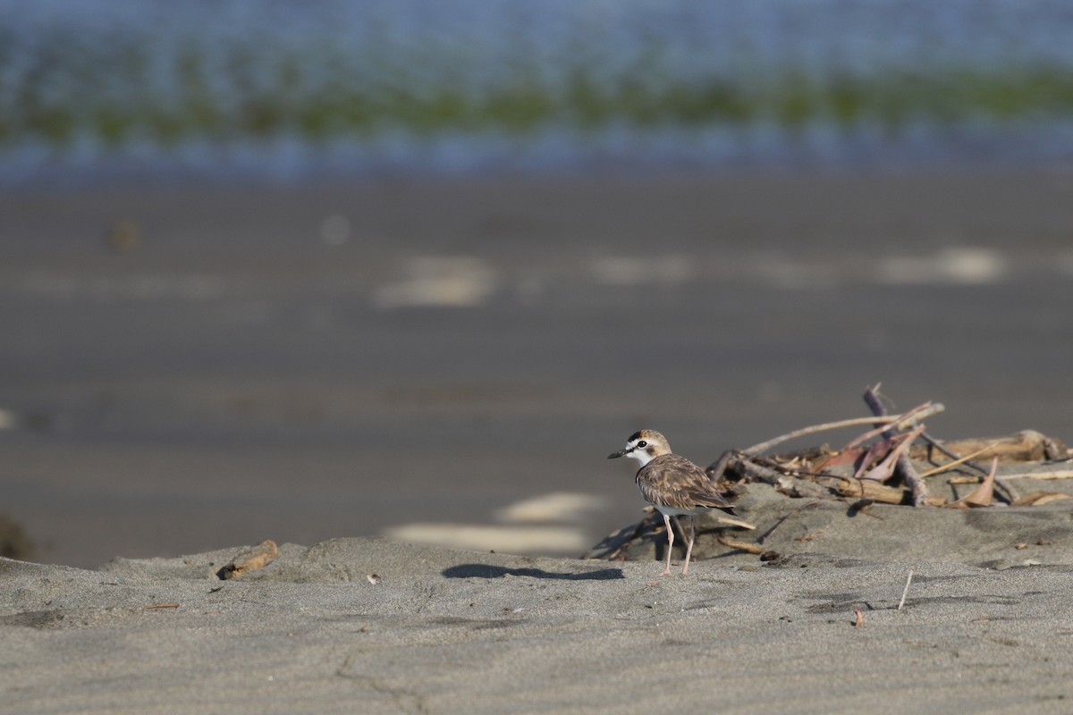 Collared Plover - ML138272201