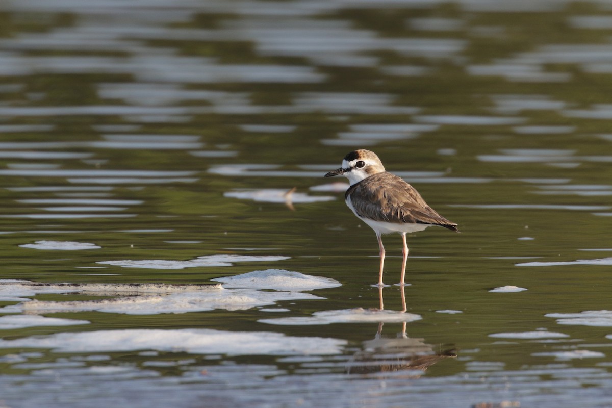 Collared Plover - ML138272211