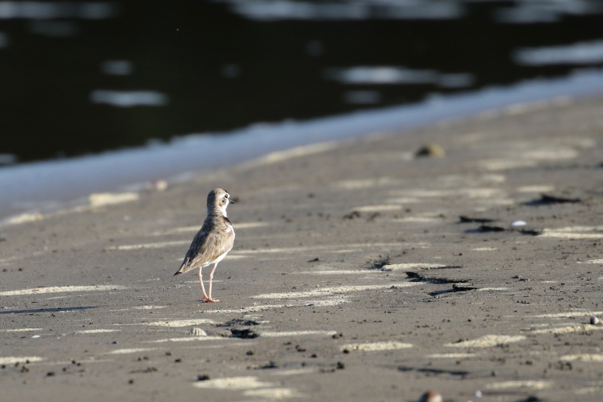 Collared Plover - ML138272221