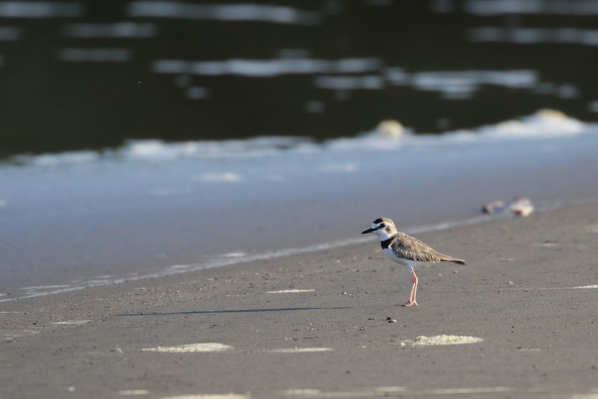 Collared Plover - ML138272231