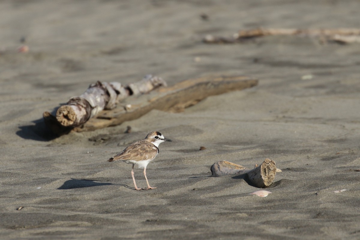 Collared Plover - ML138272241