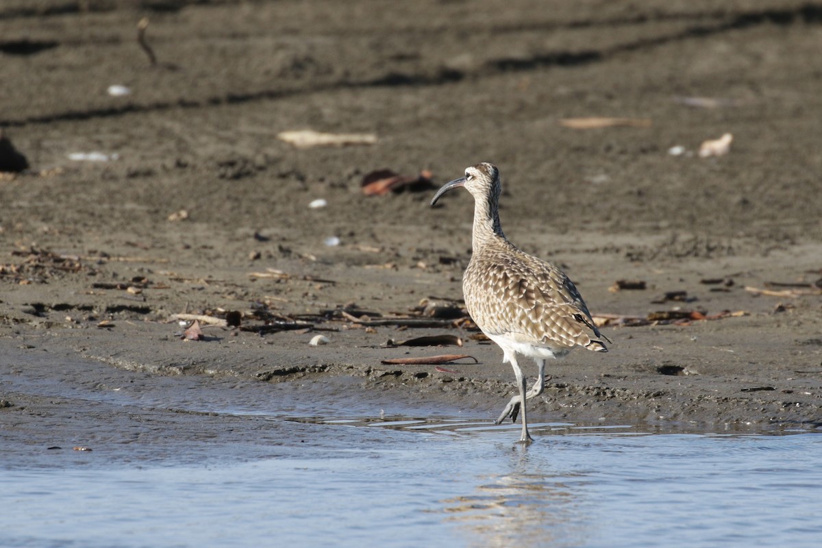 Whimbrel - ML138272271