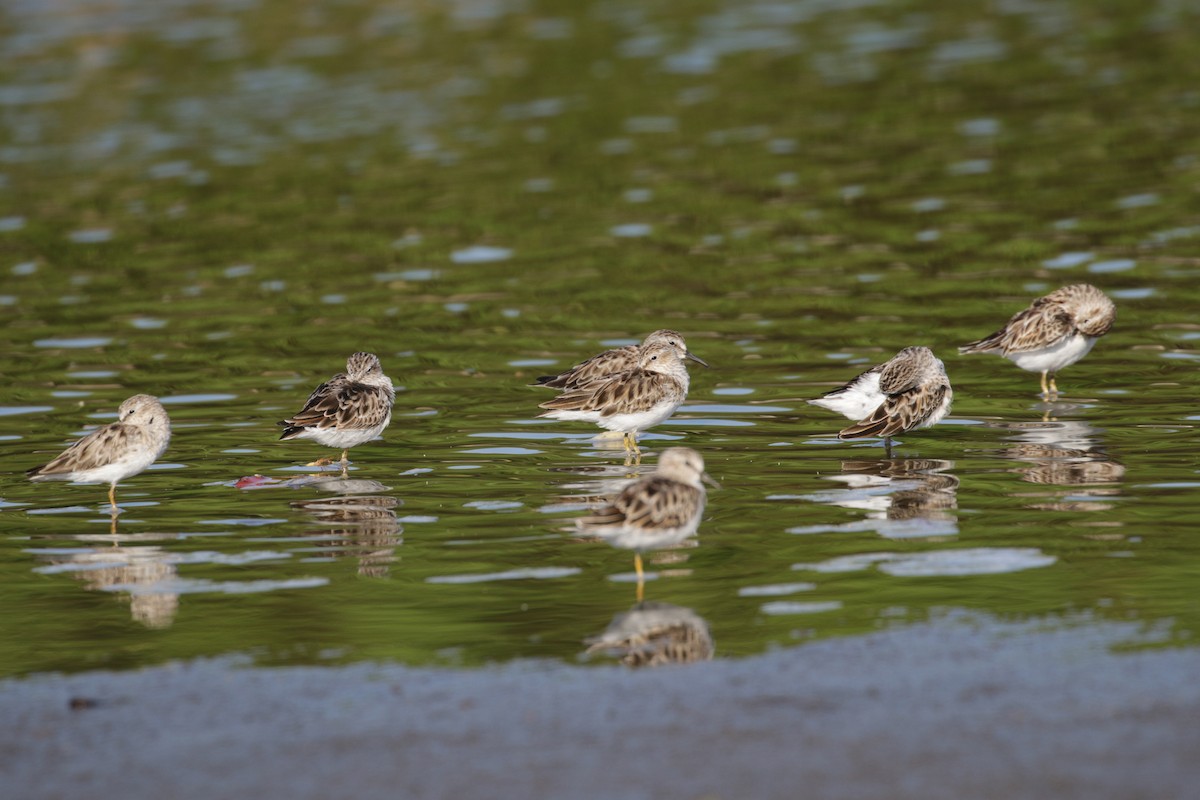 pygmésnipe - ML138272321