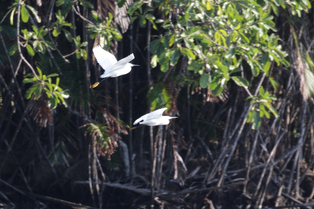 Snowy Egret - ML138272391