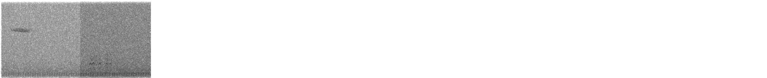 Weißbrustkleiber - ML138272521