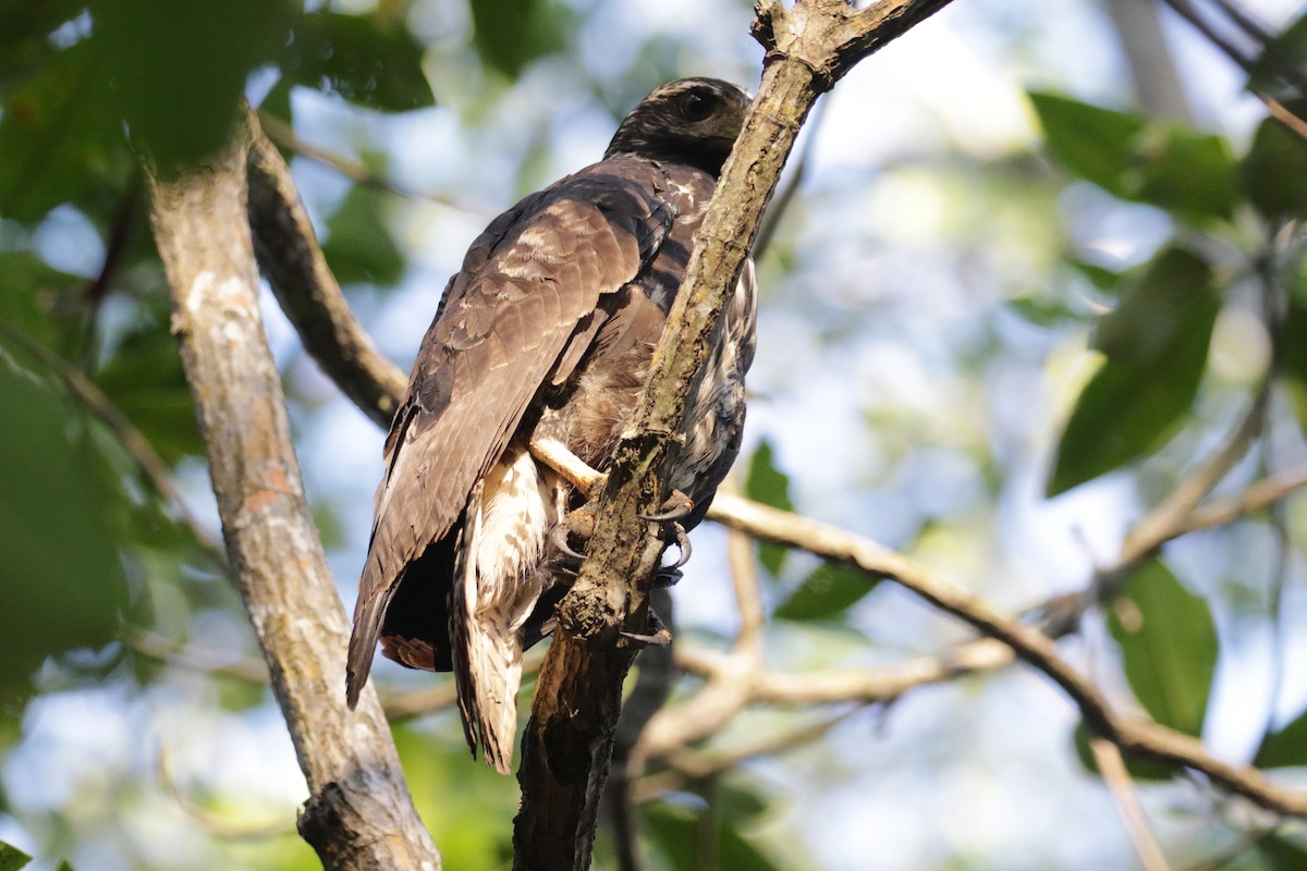 Common Black Hawk (Mangrove) - ML138272611