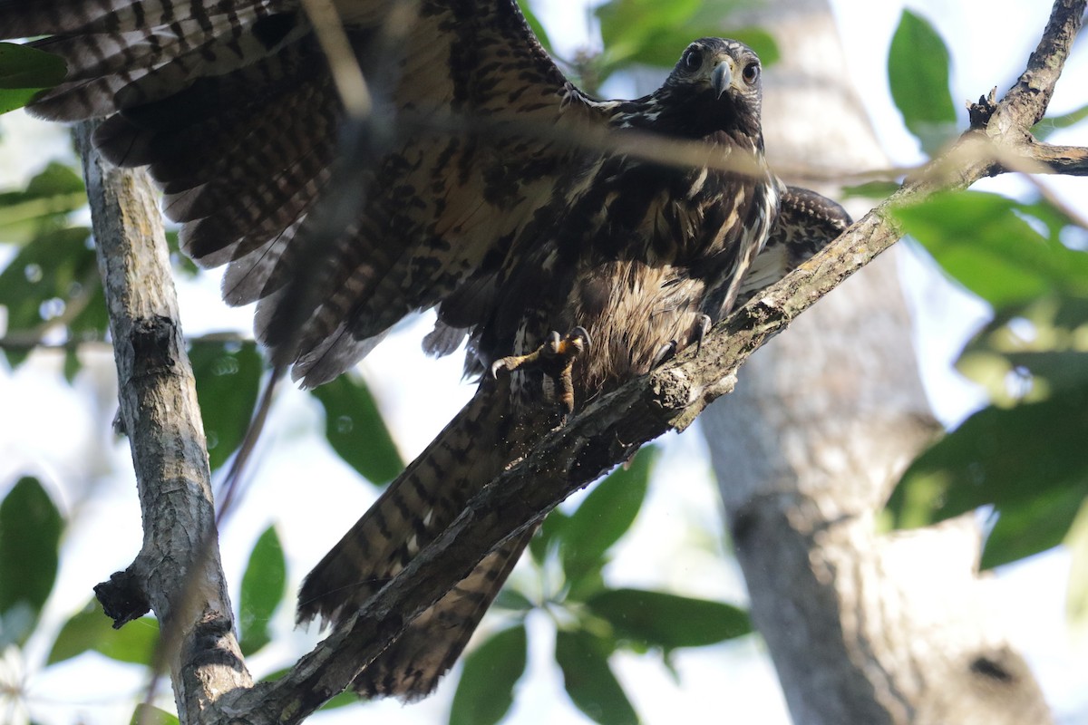 Common Black Hawk (Mangrove) - ML138272621
