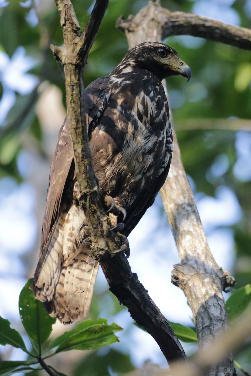 Common Black Hawk (Mangrove) - ML138272631