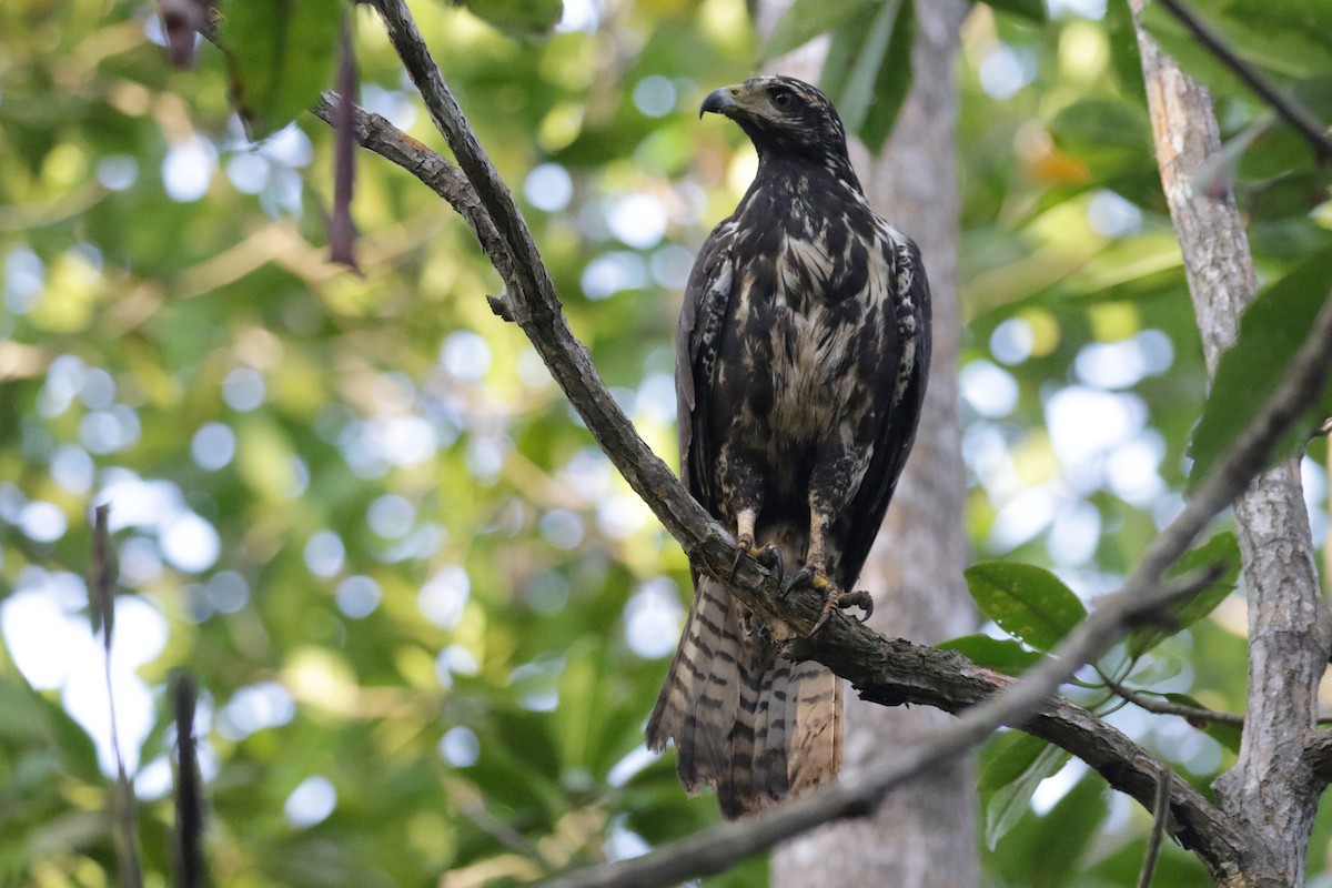 Common Black Hawk (Mangrove) - ML138272641