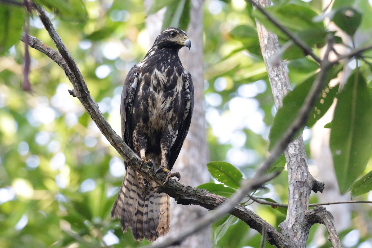 Common Black Hawk (Mangrove) - ML138272651