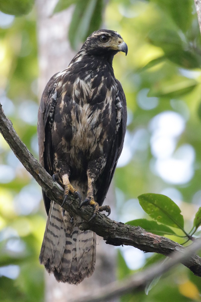 Common Black Hawk (Mangrove) - ML138272661