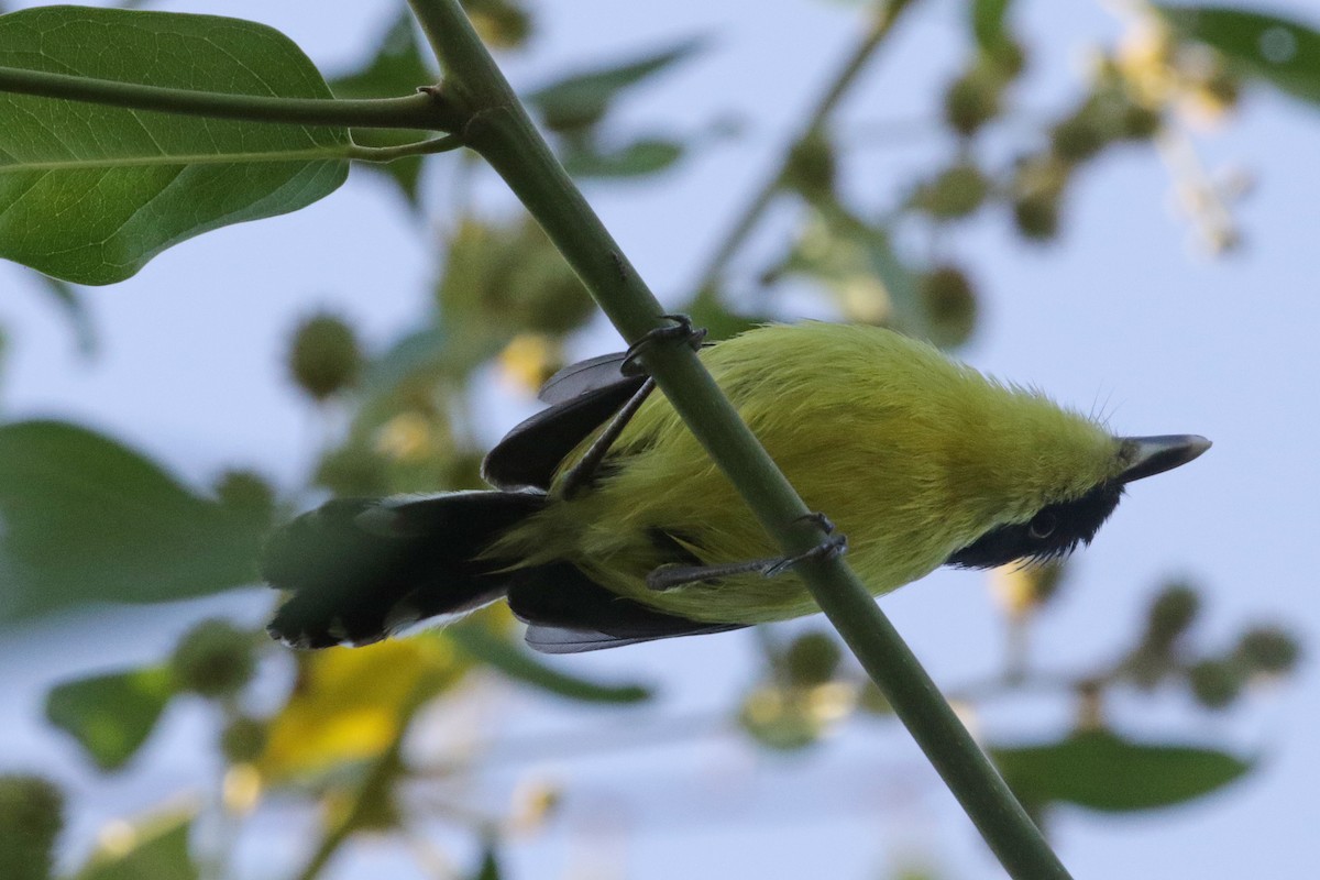 Common Tody-Flycatcher - ML138272691