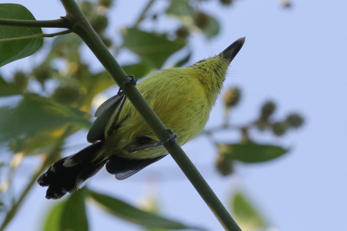 Common Tody-Flycatcher - ML138272701