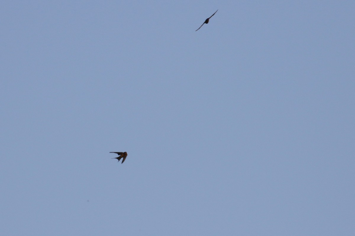 Barn Swallow (American) - ML138272731