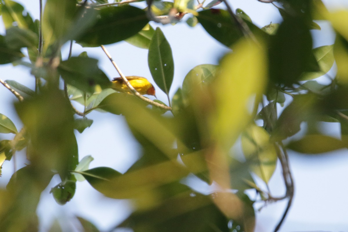 Yellow Warbler (Mangrove) - ML138272771