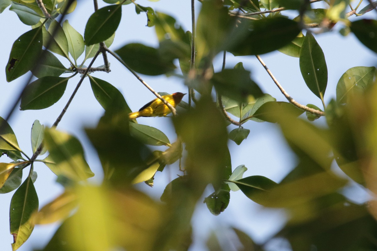 Yellow Warbler (Mangrove) - ML138272781