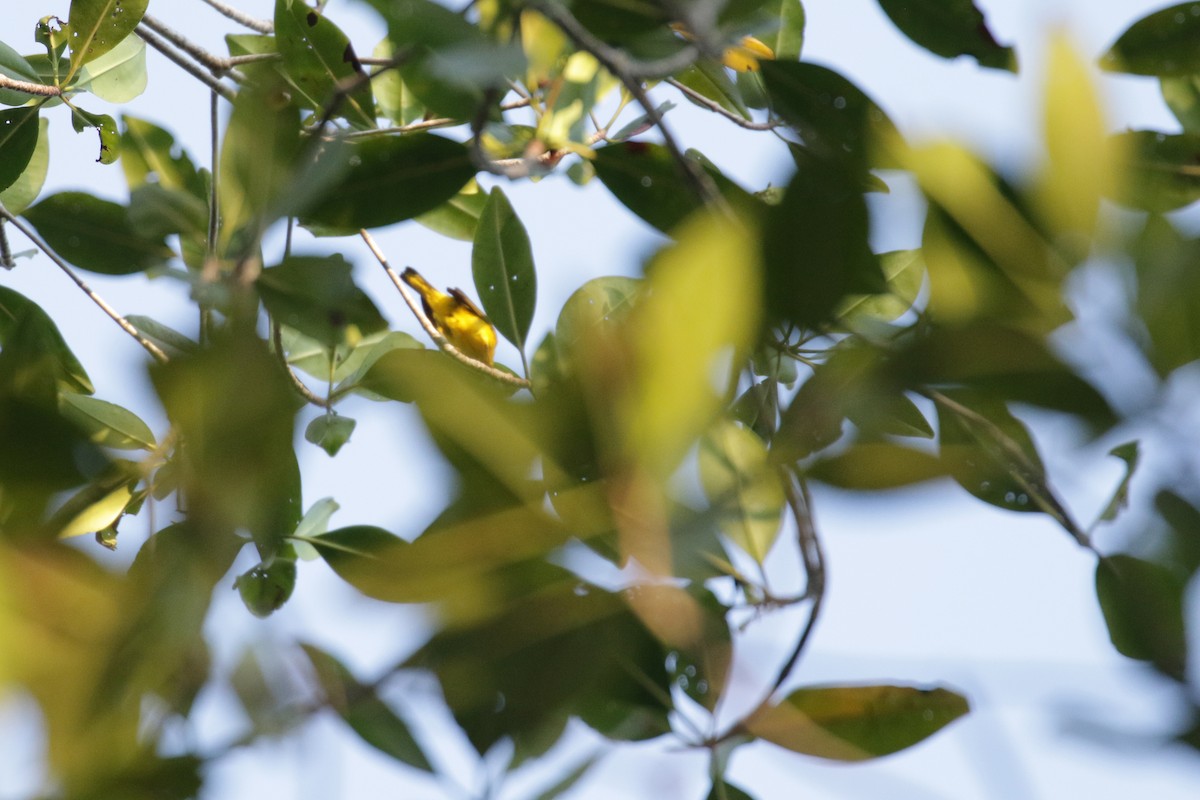 gulparula (erithachorides gr.) (mangroveparula) - ML138272791