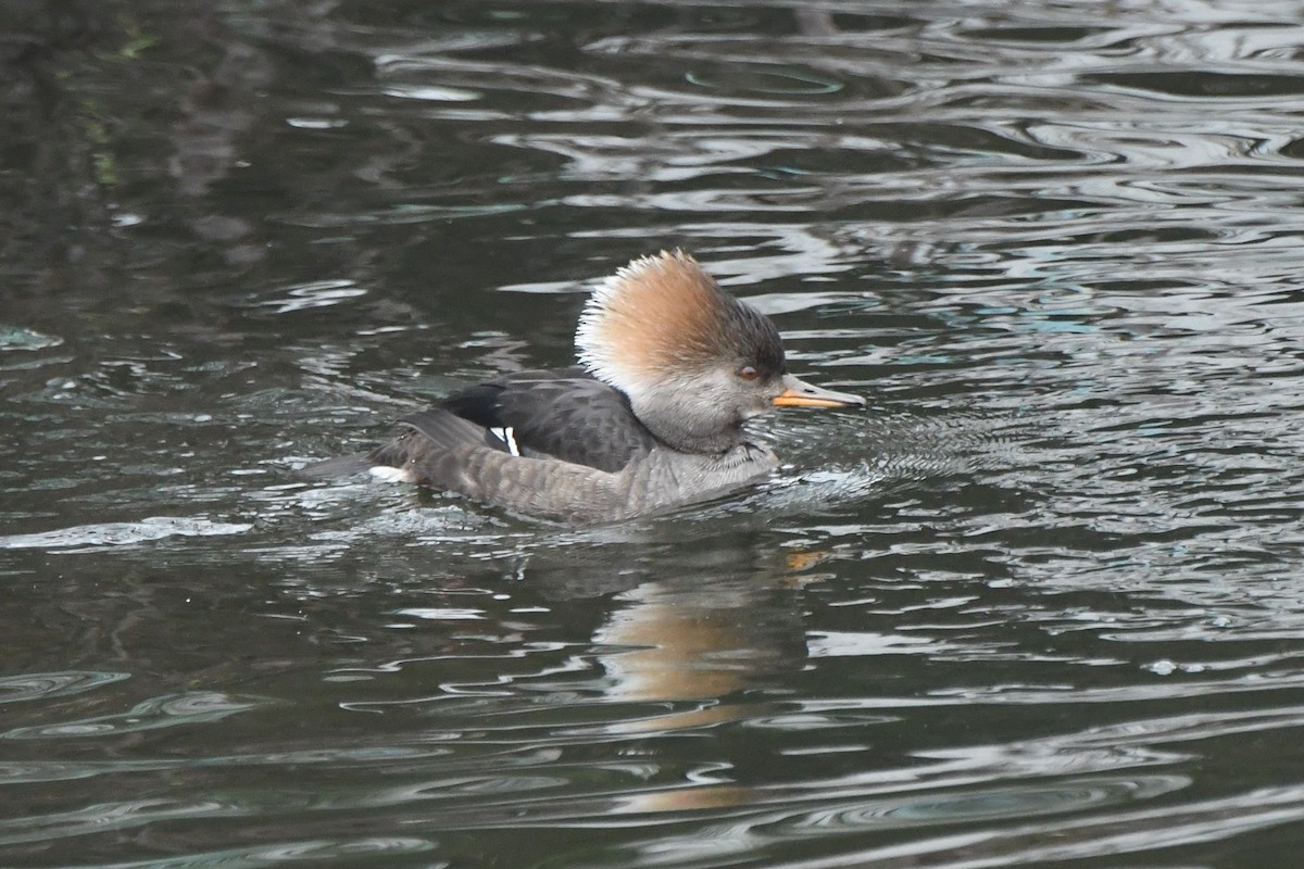 Hooded Merganser - ML138274081