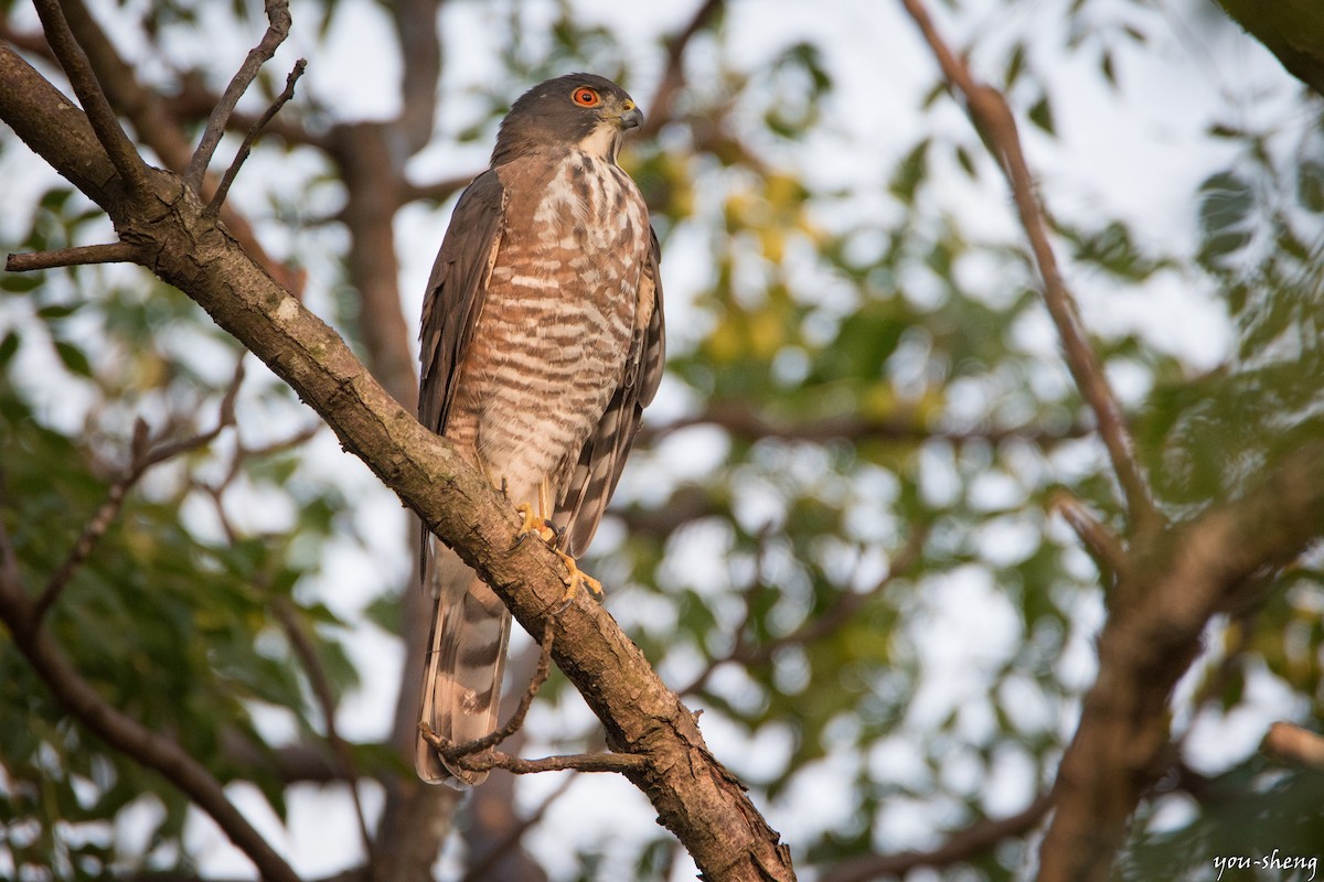 Besra - You-Sheng Lin