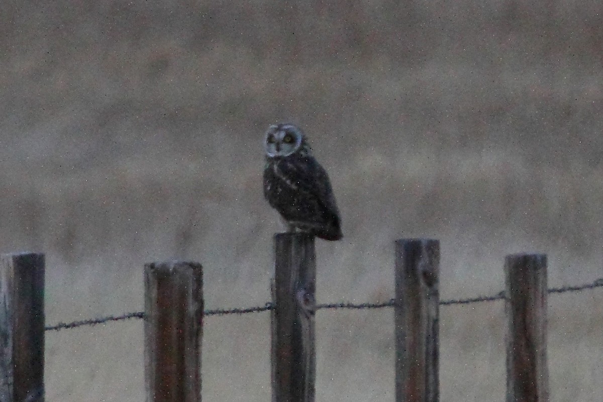 Short-eared Owl - ML138274301