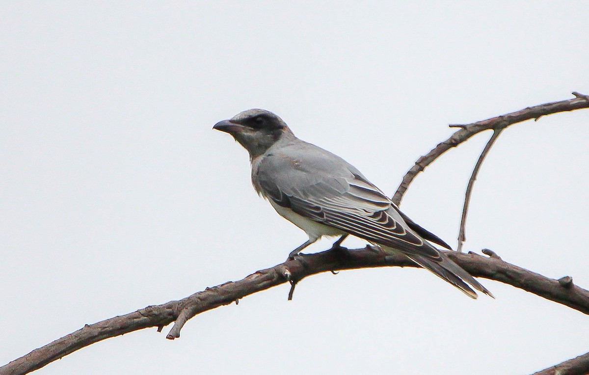 Black-faced Cuckooshrike - ML138278341