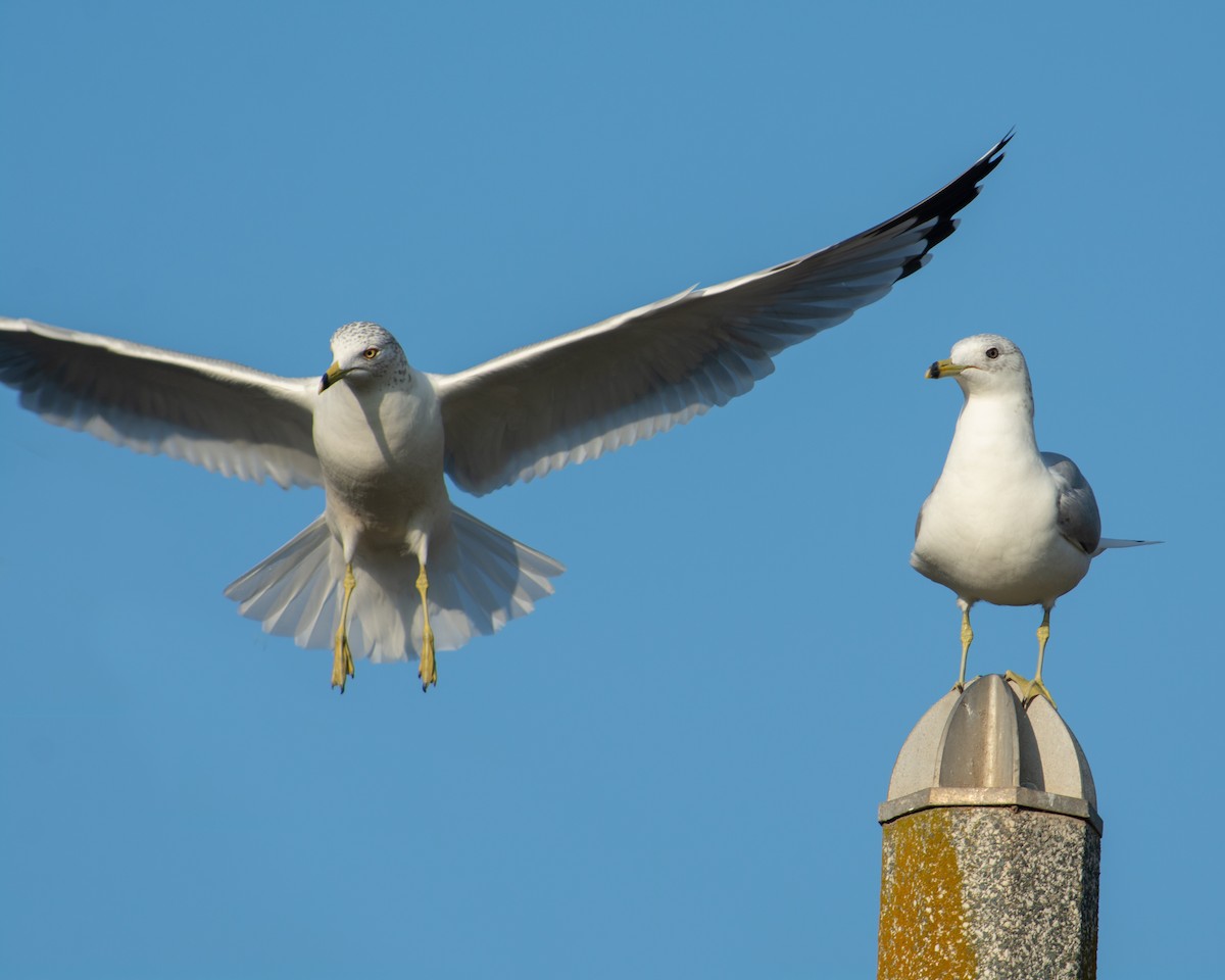 Ring-billed Gull - ML138278881