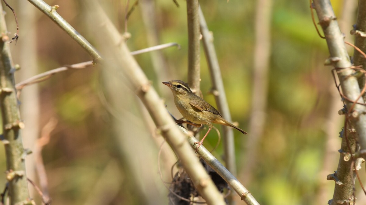 Radde's Warbler - ML138279041