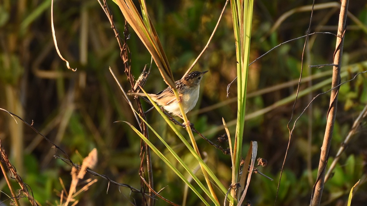 Golden-headed Cisticola - ML138279151