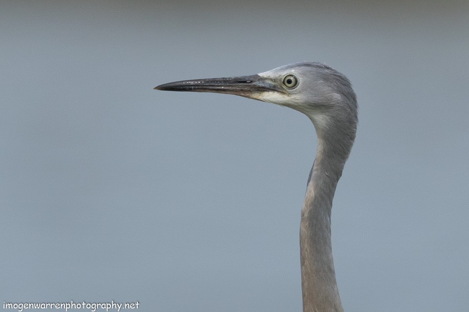 White-faced Heron - ML138279761