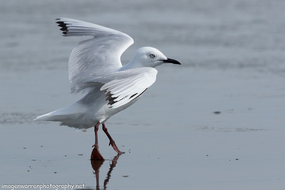 Black-billed Gull - ML138280561