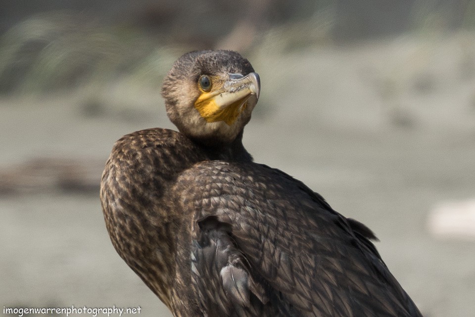 Great Cormorant (Australasian) - ML138280601