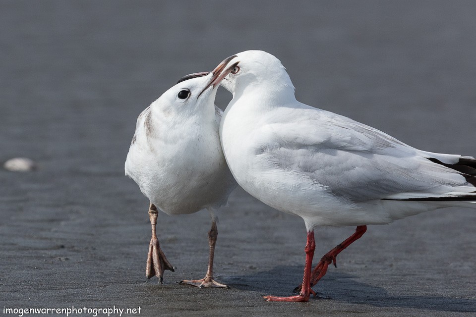 Gaviota Maorí - ML138280651