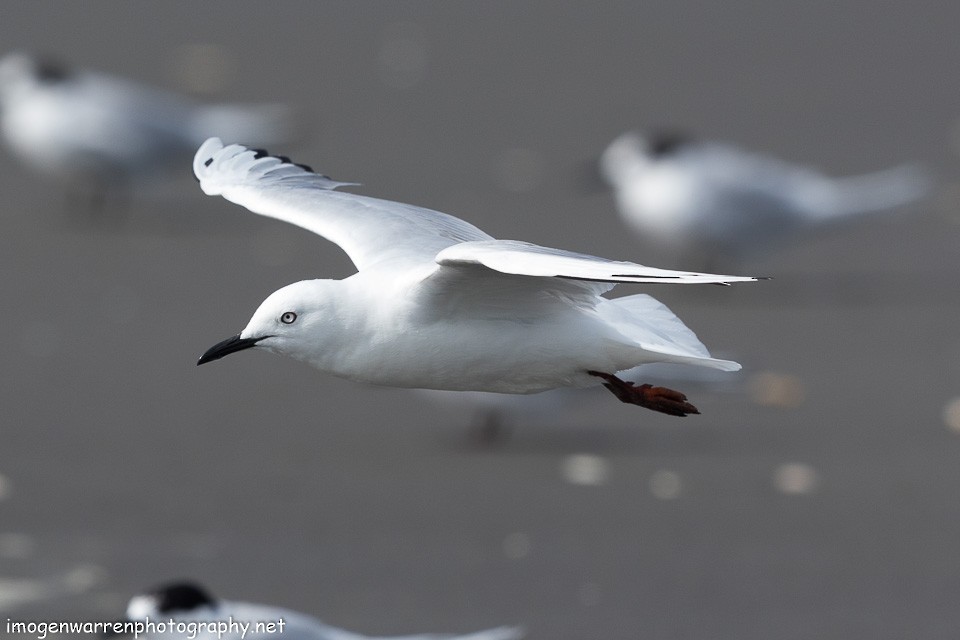 Black-billed Gull - ML138280661