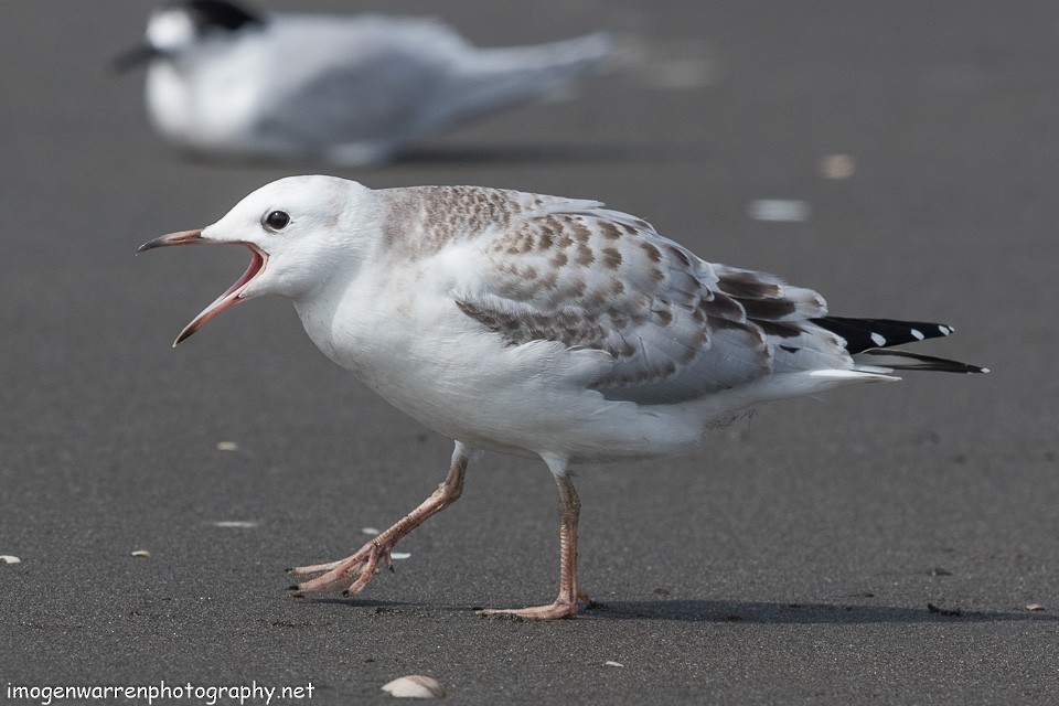 Mouette de Buller - ML138280671