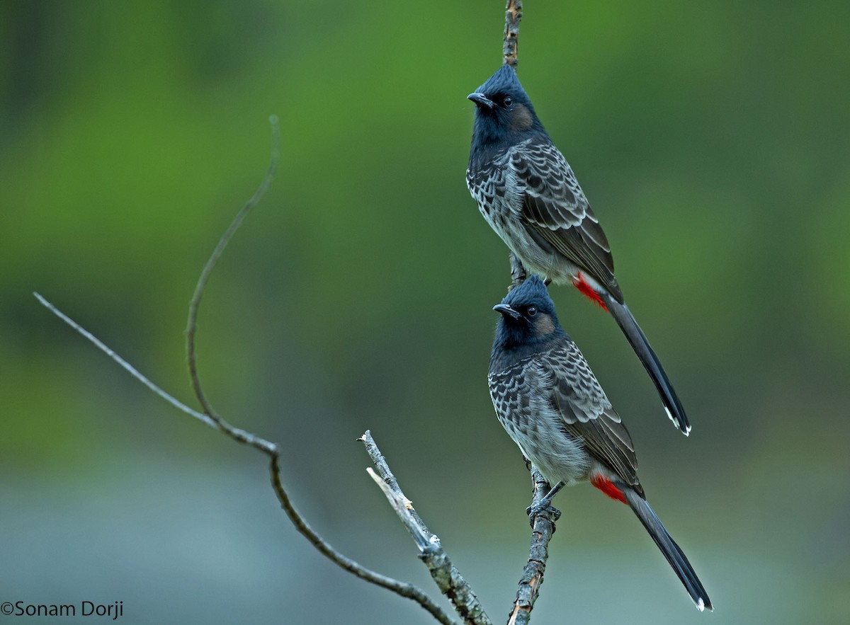 Red-vented Bulbul - ML138280881