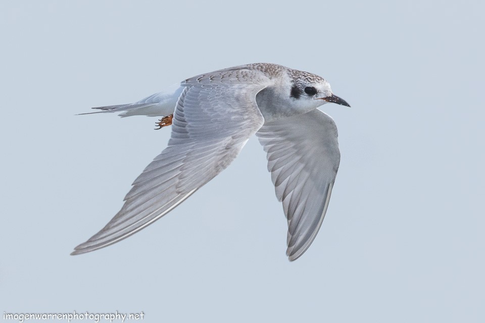 Black-fronted Tern - ML138280971