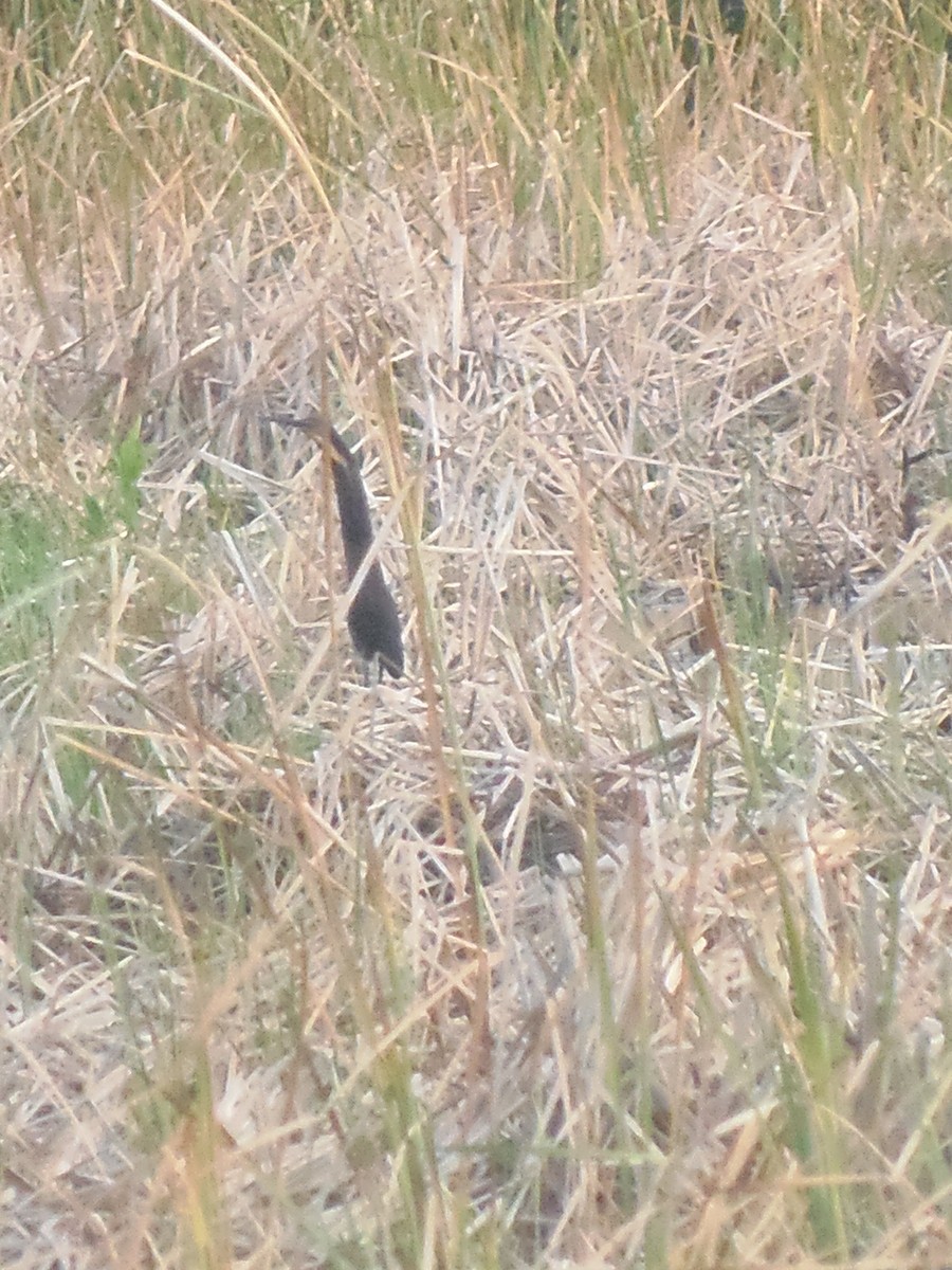 Black Bittern - ML138281211