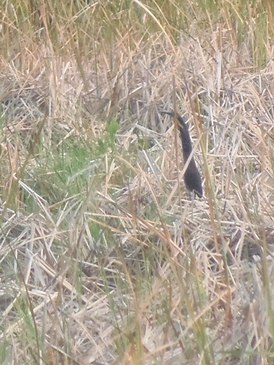 Black Bittern - ML138281221
