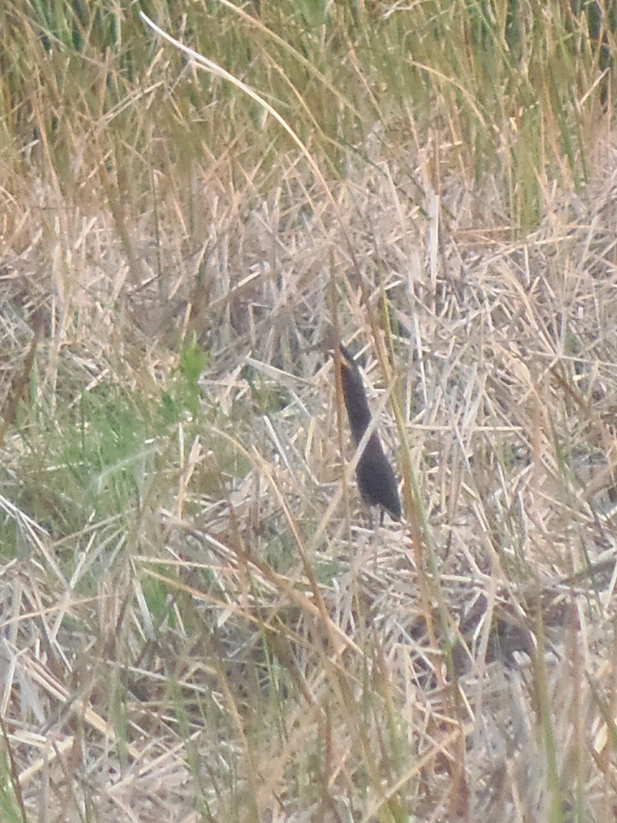Black Bittern - ML138281231