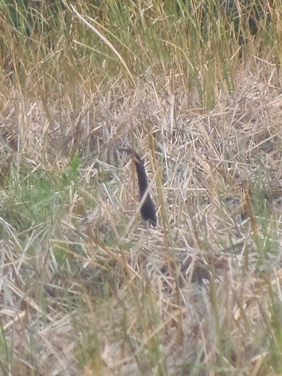 Black Bittern - ML138281241