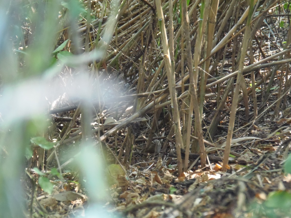 עלווית כהה - ML138281801