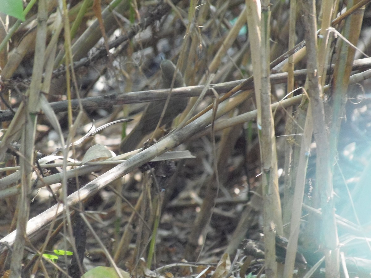 Dusky Warbler - ML138281811