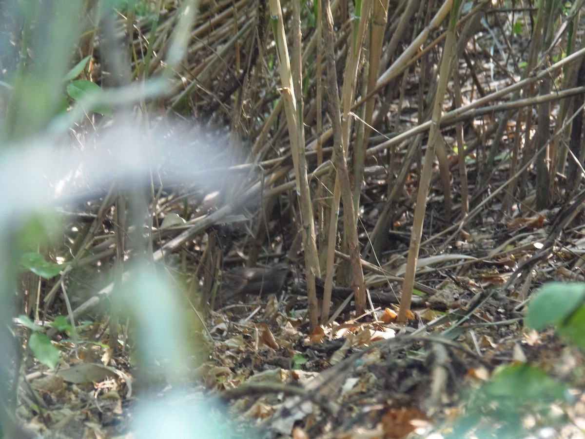 עלווית כהה - ML138281821
