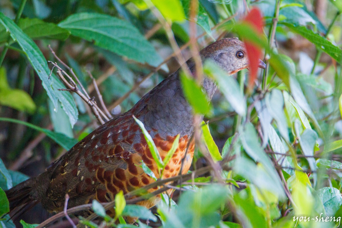 Taiwan Bamboo-Partridge - ML138282401