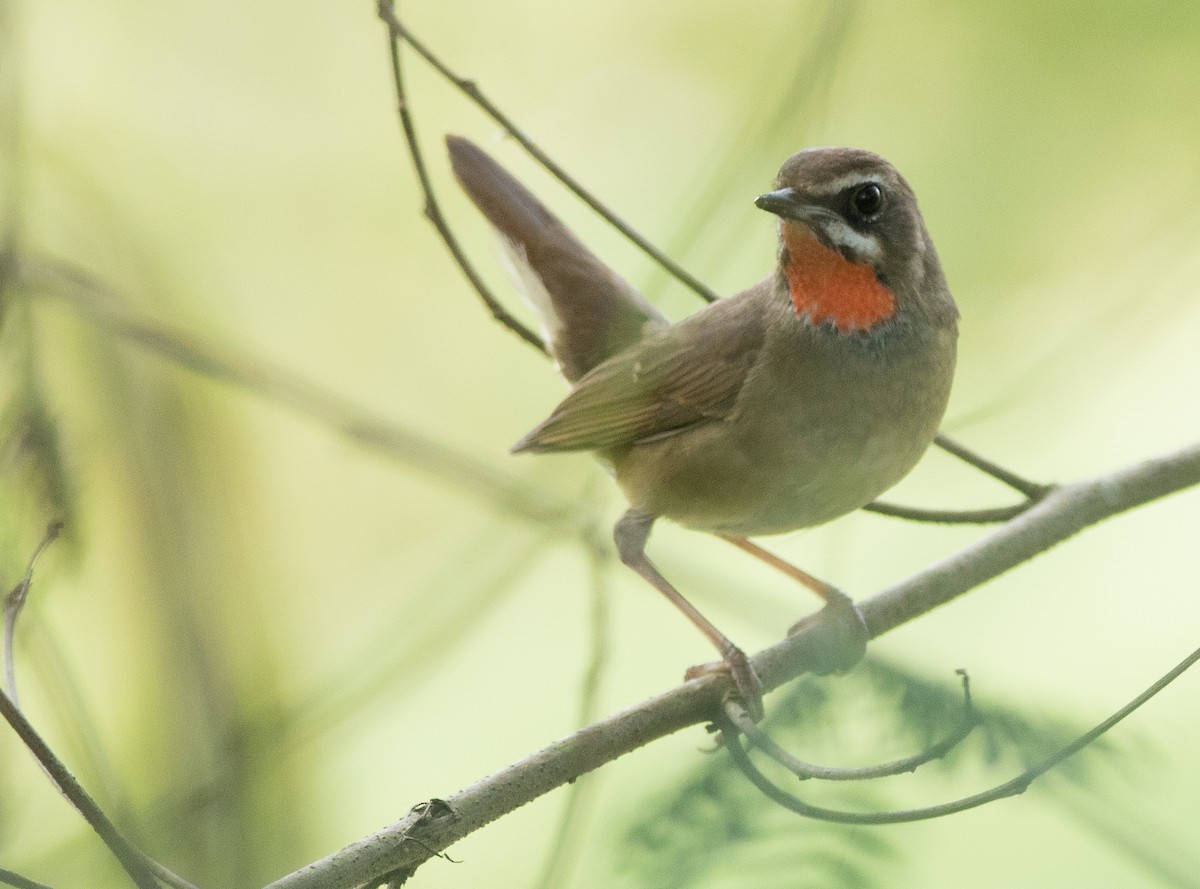 Siberian Rubythroat - ML138283691